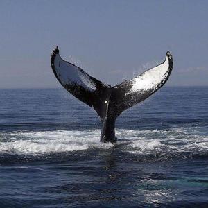 日本巨胸爆乳❌❌❌
